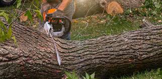 How Our Tree Care Process Works  in  Village Of The Branch, NY