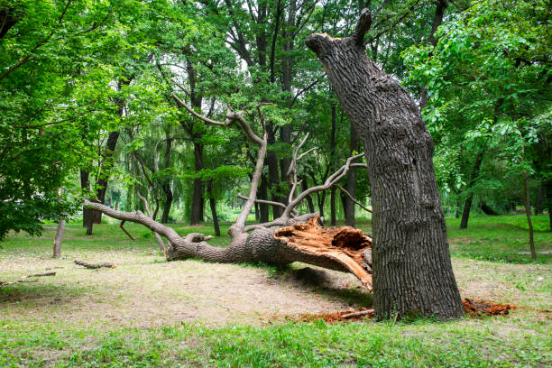 Professional Tree Care in Village Of The Branch, NY
